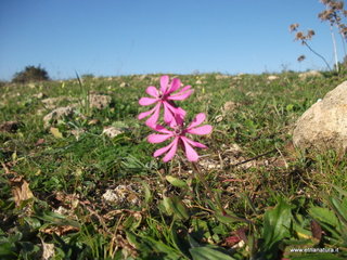 tapiccola-13-01-2013 09-24-07